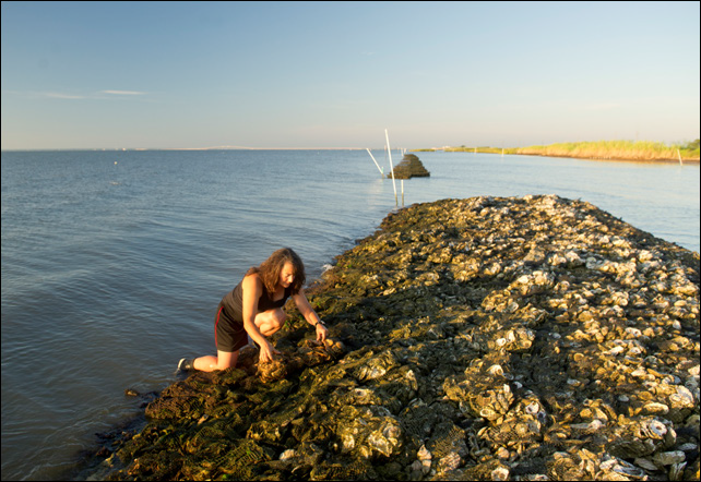Oyster reef restoration in Mobile Bay, AL, as part of the Restore Coastal Alabama project.