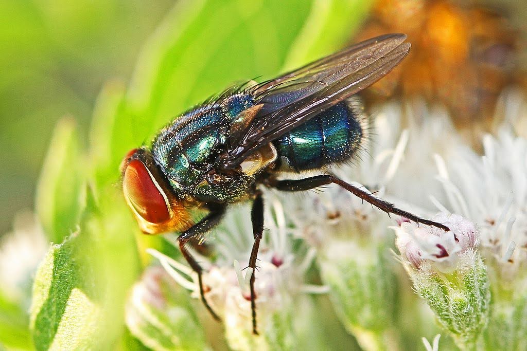 Bee and flower