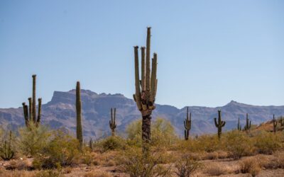 Arizona opens infrastructure financing districts for housing development