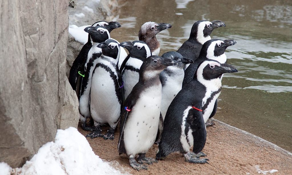 Waco zoo African black footed penguins Waco zoo planning veterinary complex