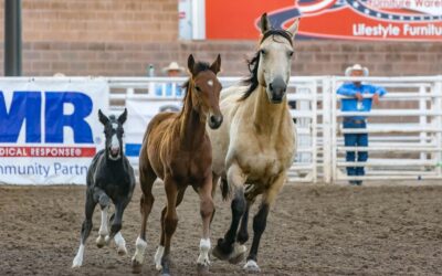 Denver approves $400M equestrian center expansion at National Western Center