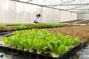 greenhouse WEB 300x200 Billions in new earmarks producing noteworthy opportunities