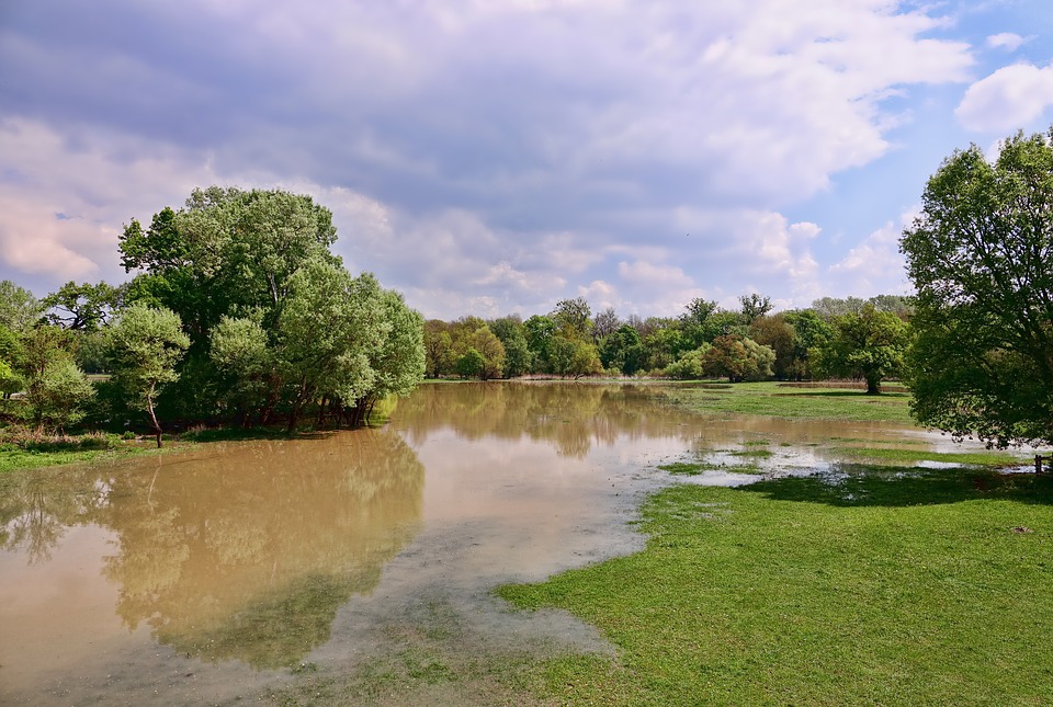 tree-flood photo tree flood TWDB chooses voting members for regional flood planning groups